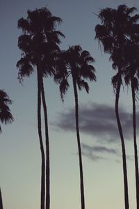 Low angle view of palm trees against sky