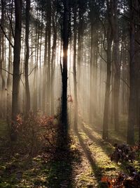 Sunlight streaming through trees in forest during autumn