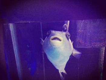 View of fish swimming in aquarium