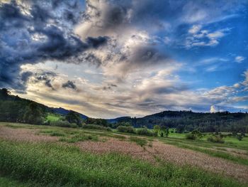 Scenic view of field against sky