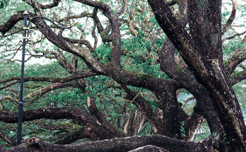 Close-up of tree trunk in forest