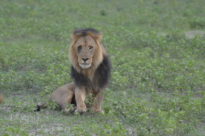 Full length of cat on field