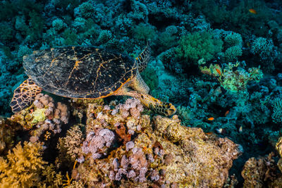 Hawksbill sea turtle in the red sea, dahab, blue lagoon sinai a.e