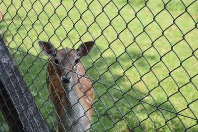 Close-up of horse seen through chainlink fence