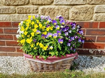 Close-up of flowers growing on brick wall