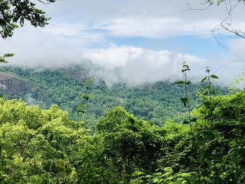 Scenic view of forest against sky