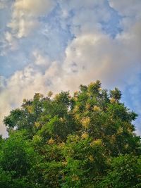 Low angle view of trees against sky