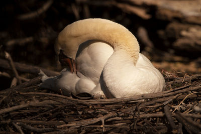 Close-up of bird in nest