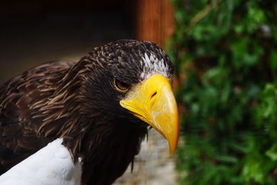 Close-up of eagle