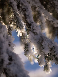 Close-up of snow covered cherry tree