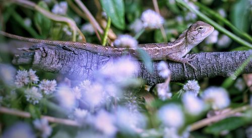 Close-up of a lizard on a flower