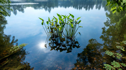 Reflection of trees in lake