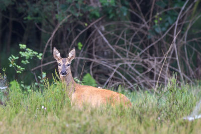 Portrait of deer on a field