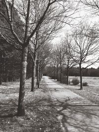 Empty road along trees