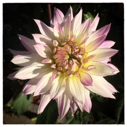 Close-up of flower blooming outdoors