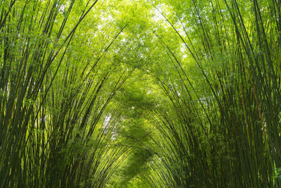 Full frame shot of bamboo trees