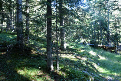 Pine trees in forest