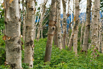Pine trees in forest