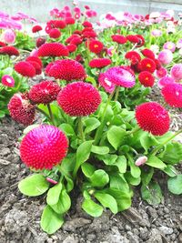 Close-up of pink flowers