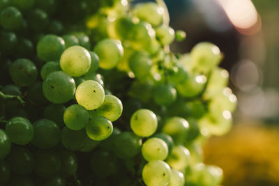 Close-up of grapes growing in vineyard