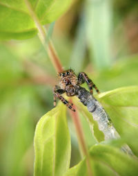 Close-up of spider hunting caterpillar on leaf