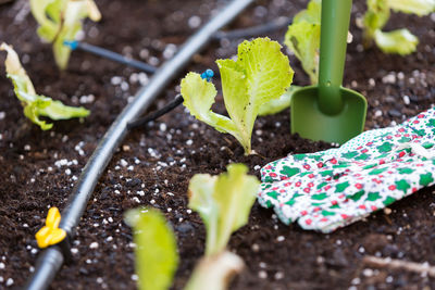 High angle view of vegetables growing on field in farm