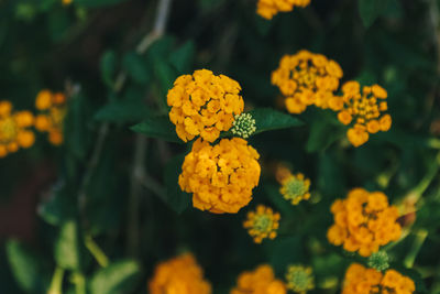 Yellow orange blossom flowers wallpaper