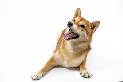 View of a dog against white background