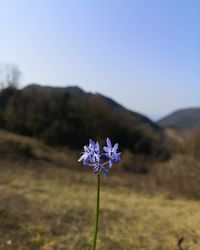 Close-up of purple flowering plant on field against sky