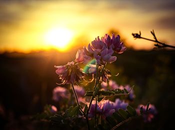 Close-up of purple flowering plants during sunset