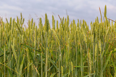 Close-up of stalks in field against sky