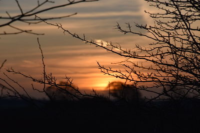 Silhouette bare tree against orange sky
