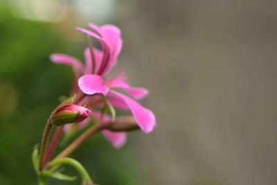 Close-up of pink flower blooming outdoors