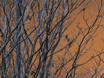 Low angle view of bare trees against sky
