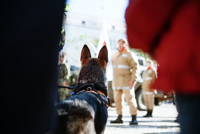 Rear view of people with dog