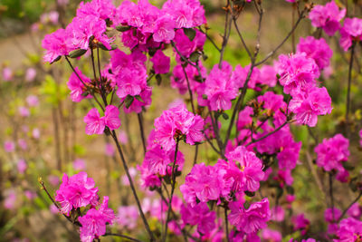 Close-up of pink flowering plants