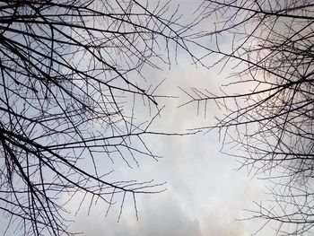 Low angle view of birds on tree against sky