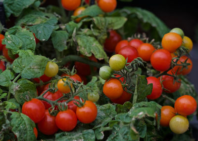 Close-up of tomatoes