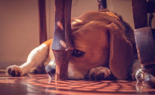 Close-up of a dog resting on floor at home