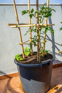 Close-up of potted plant