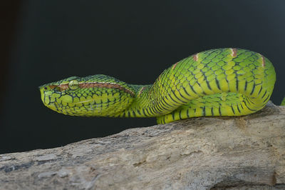 Close-up of green lizard on rock