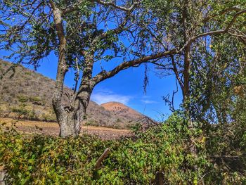 Trees on landscape against sky