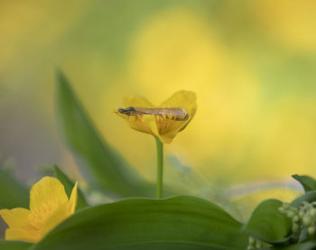 Close-up of insect on yellow flower