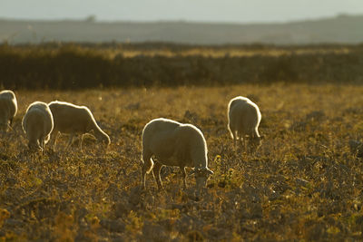 Sheep grazing in a field