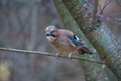 Close-up of bird perching on branch