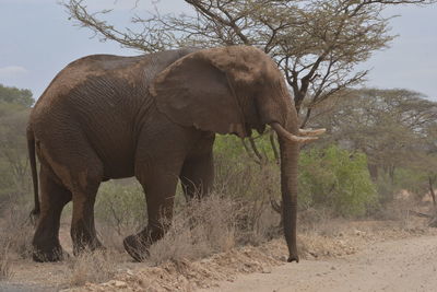 Elephant standing by tree in forest