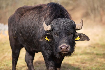 Bull standing outdoors