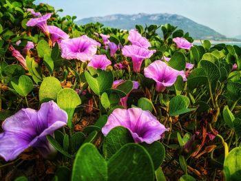 Close-up of pink flowering plant