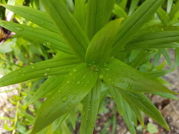 Close-up of wet plant