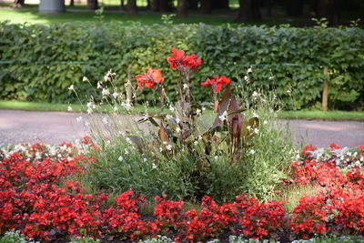 Close-up of red flowering plants